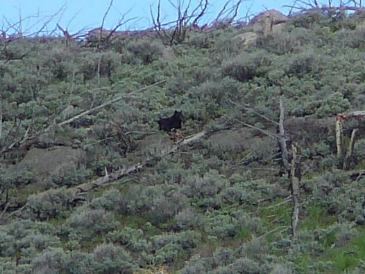 Black bear on hill.jpg - A black bear up on the hill.  He is feeding on a carcass of an unknown animal.